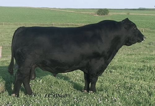 Raff Angus sire